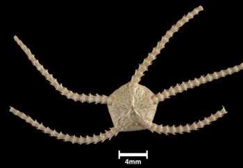 Media type: image;   Invertebrate Zoology OPH-6237 Description: Bottom up view of single ophiuroid specimen with a scale bar.;  Aspect: ventral